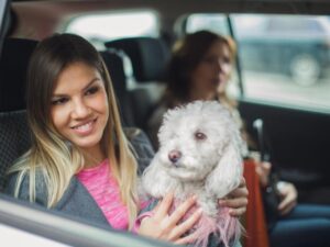 Laws Regarding Pets in Cars